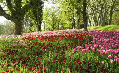 Tulpen auf der Insel Mainau