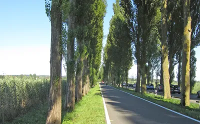 Pappel-Allee zur Insel Reichenau