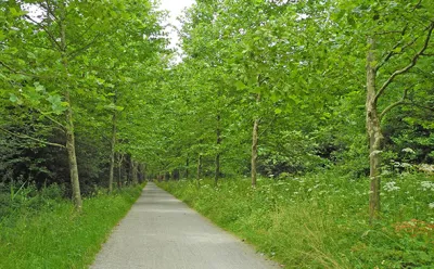 Radweg zur Insel Mainau