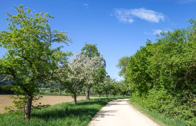 Landschaft bei Bohlingen