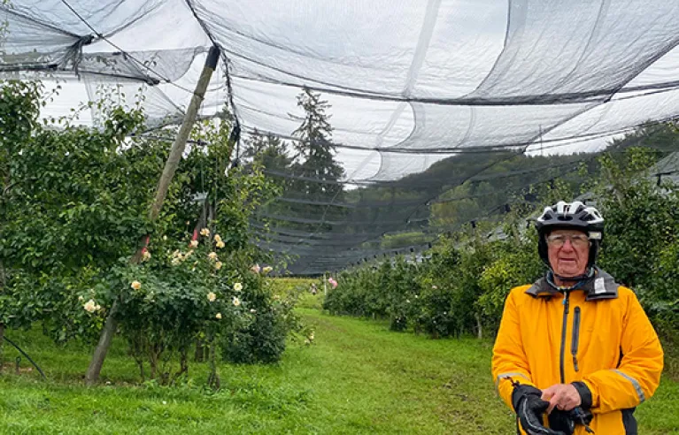 Apfelplantagen entlang des Rheins