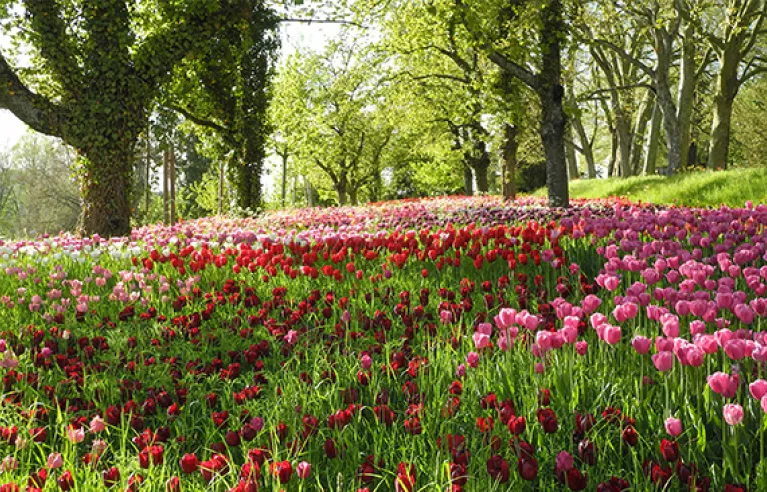 Tulpen auf der Insel Mainau