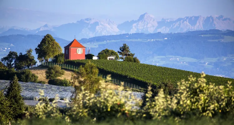 Weinberge mit Alpensicht